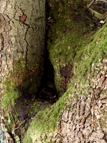 Bois des Moutiers (30) avril 2012